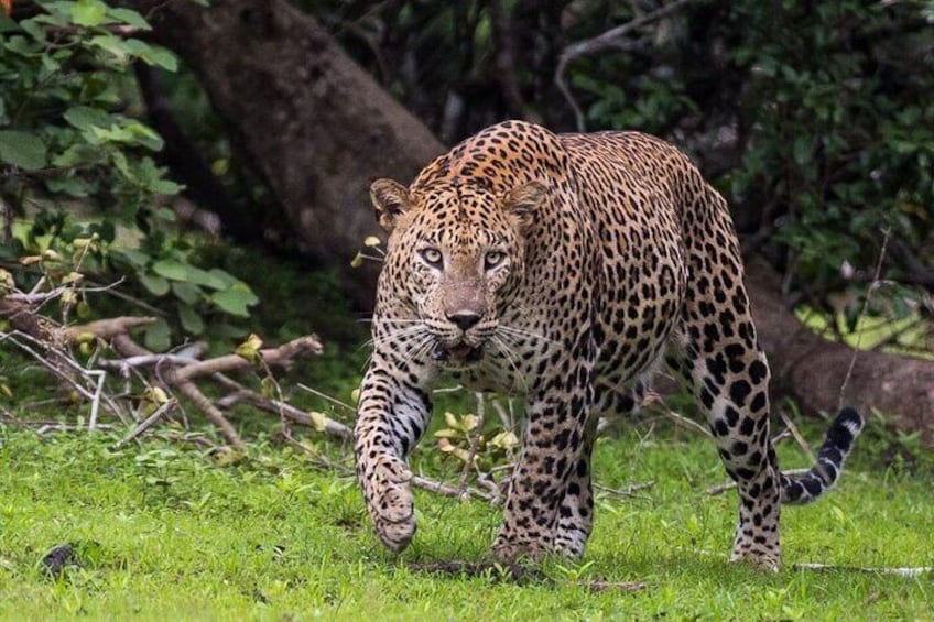 Wilpattu national park