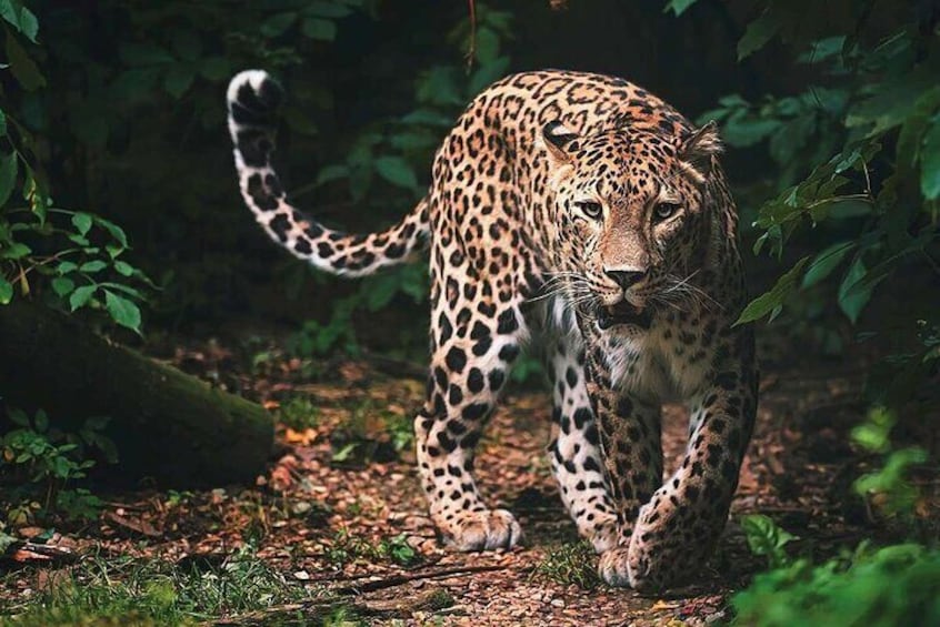 Wilpattu national park