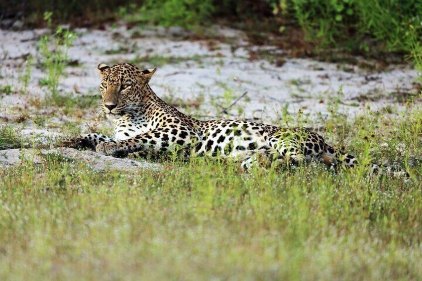 Wilpattu national park
