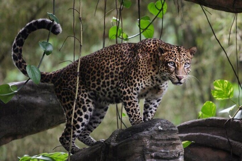 Wilpattu national park
