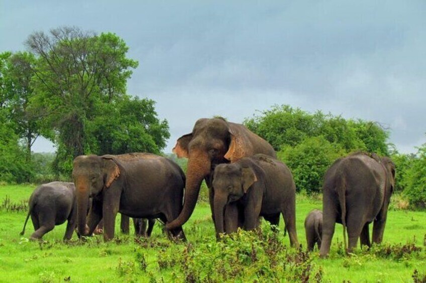 Wilpattu national park