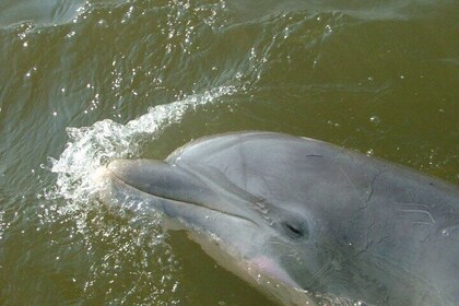 Dolphin Eco Cruise Tour In Savannah