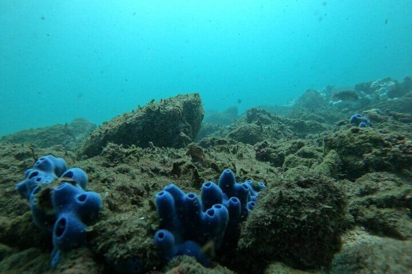 Snorkeling Activity in Ixtapa Island