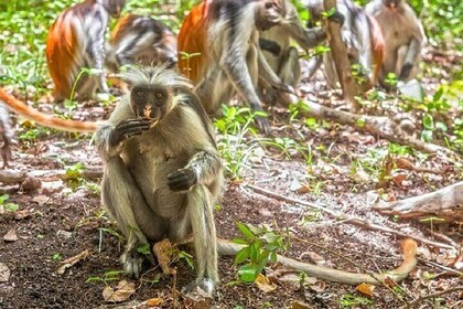 Josani Forest & Spice Farm Tour Adventure & Transfer - Zanzibar