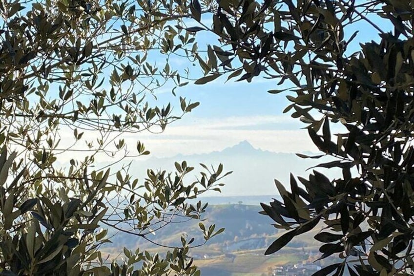 Private tour discovering the Langhe with a local wine expert