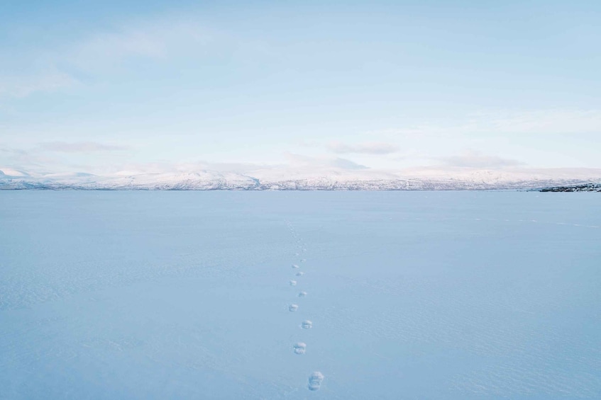 Picture 3 for Activity Abisko: Snowmobile Sled Expedition with Snack and Hot Drink