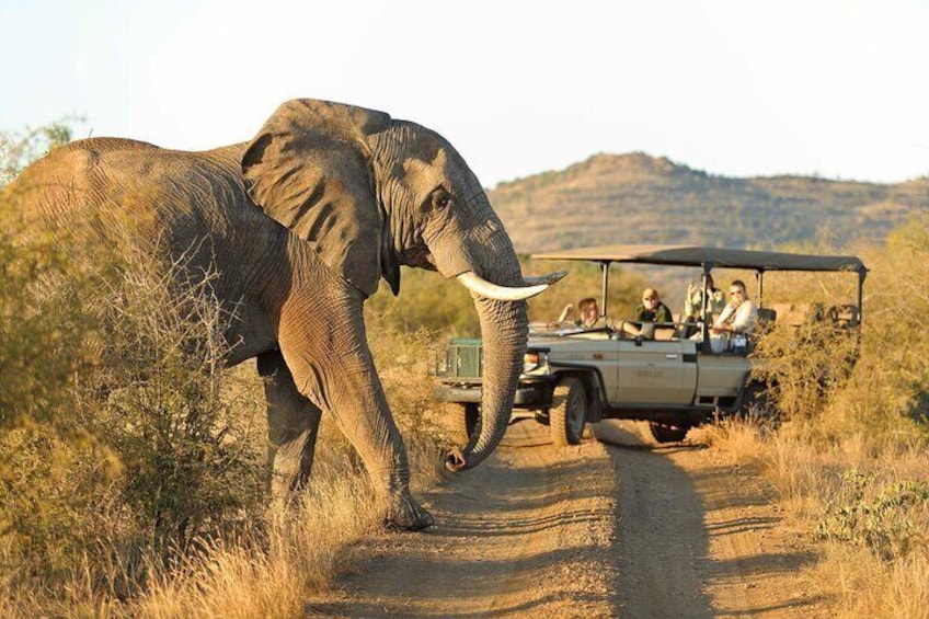  3 Days Madikwe Safari from Johannesburg