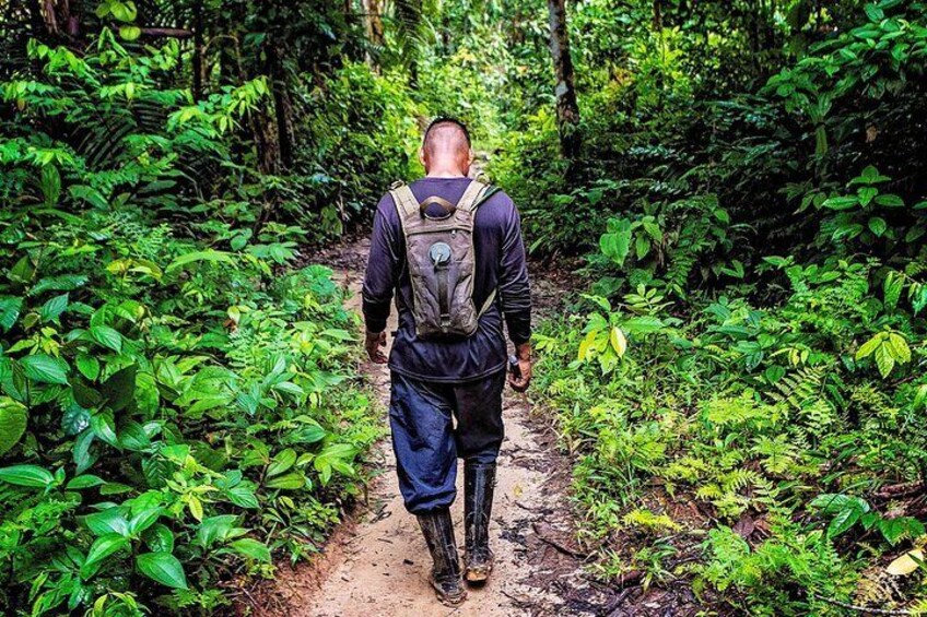 Trekking through the jungle