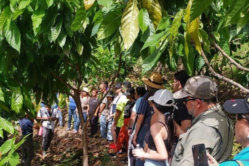 Cacao Walking Tour in Puerto Rico