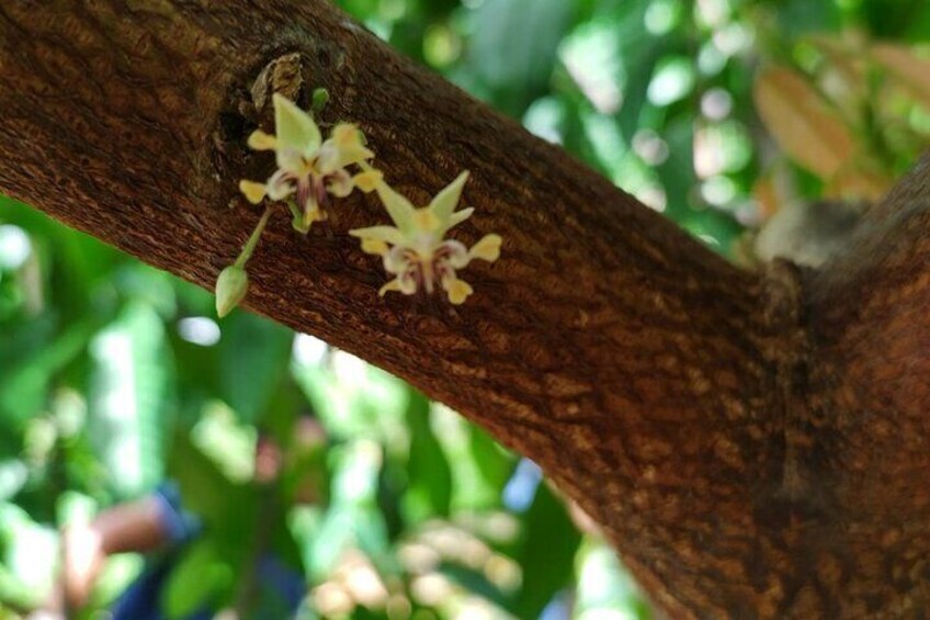 Cacao Walking Tour in Puerto Rico