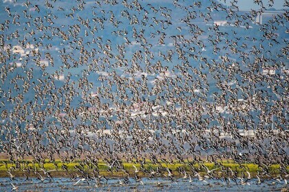 Private Bird Watching in Portugal