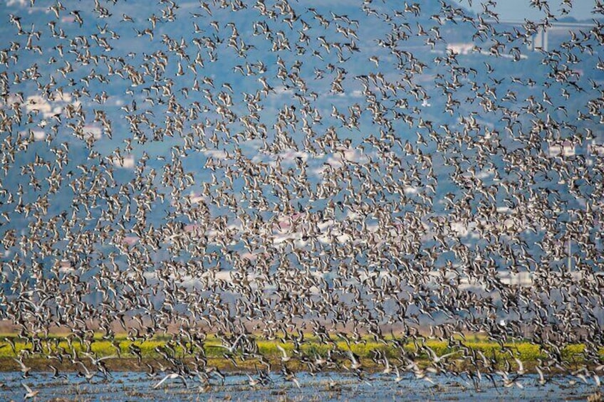 Private Bird Watching in Portugal