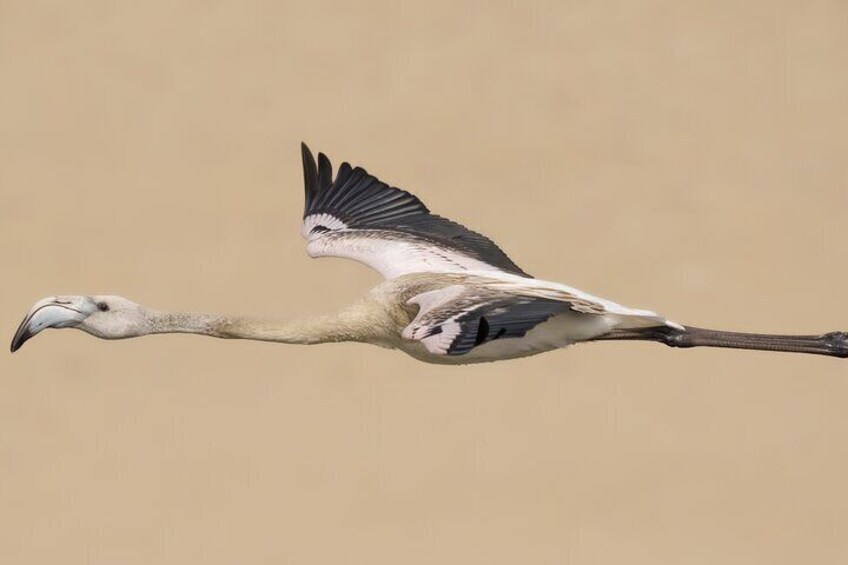 Private Bird Watching in Portugal