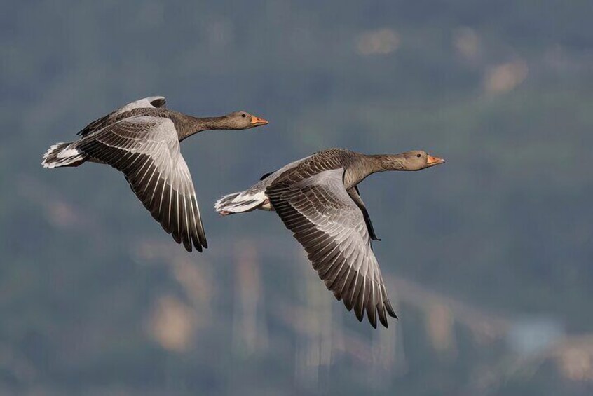 Private Bird Watching in Portugal