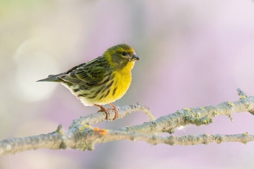 Private Bird Watching in Portugal