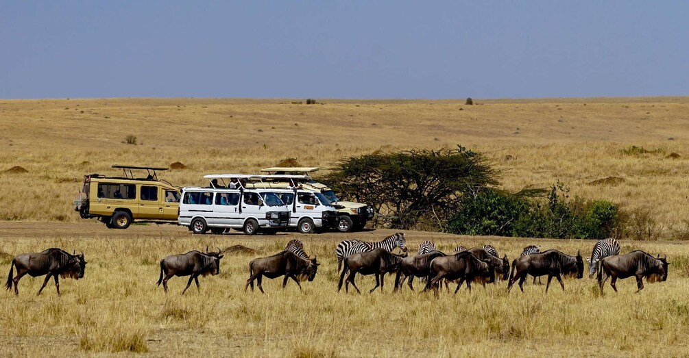 Picture 5 for Activity Masai Mara: 3 Days Private Safari