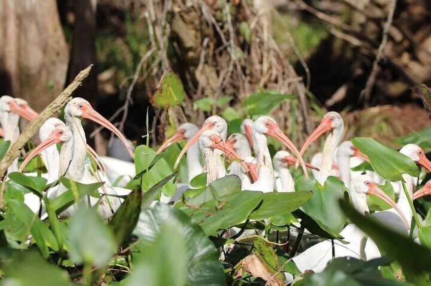 Ibis are a common sightings in the canal