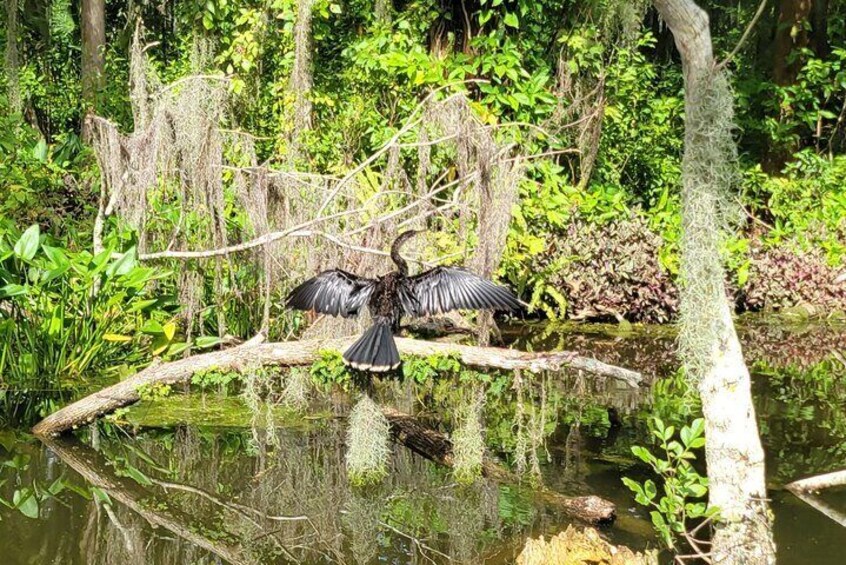 Anhinga sunning itself in the Dora Canal