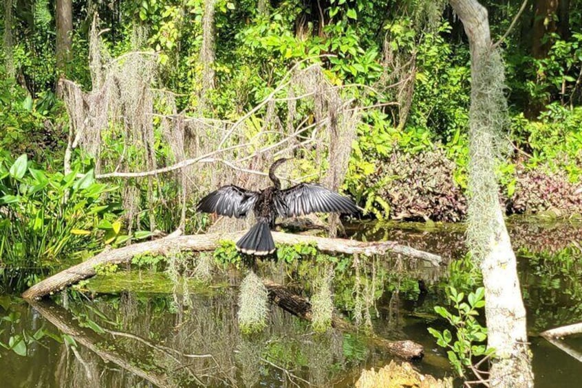 Anhinga sunning itself in the Dora Canal