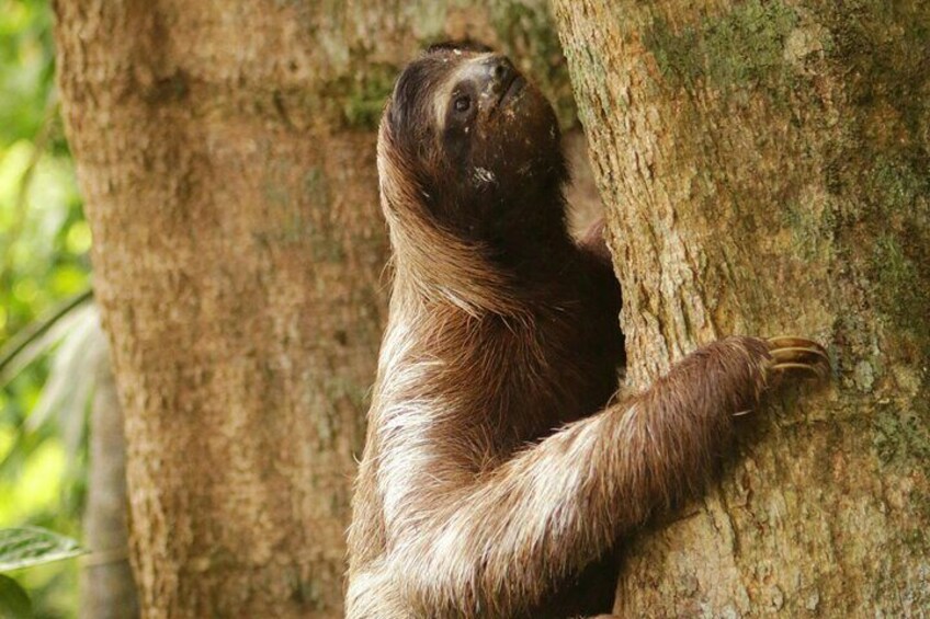 4 Day All Inclusive Jungle Tour from Iquitos to Brisa Trop Lodge