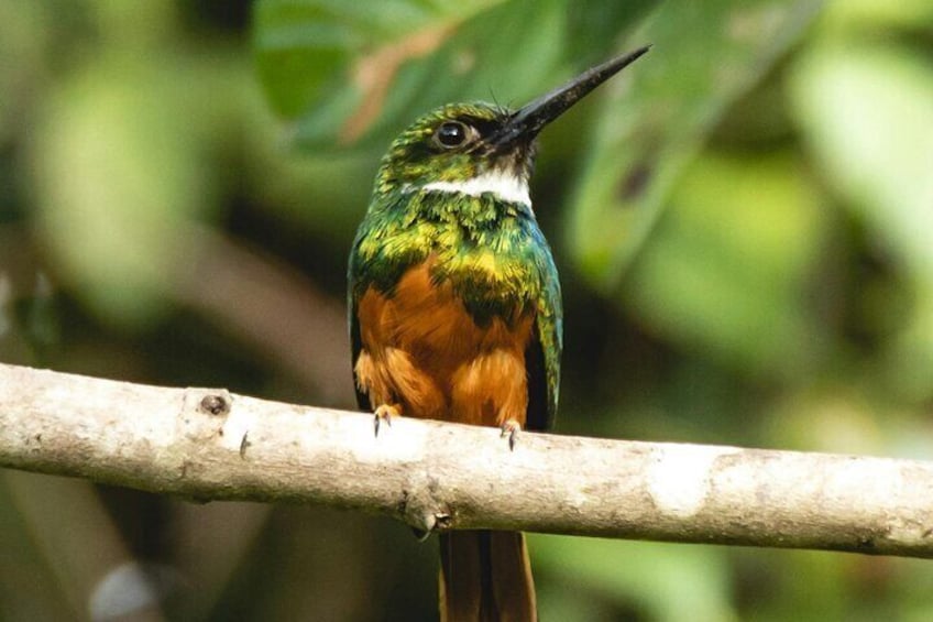 4 Day All Inclusive Jungle Tour from Iquitos to Brisa Trop Lodge
