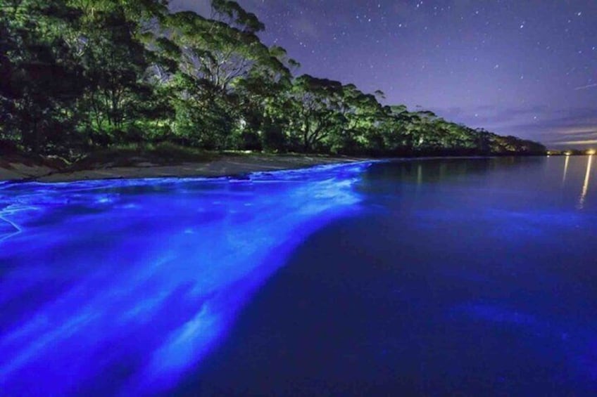 Bioluminescence Snorkeling and Boat Experience at Bocas del Toro