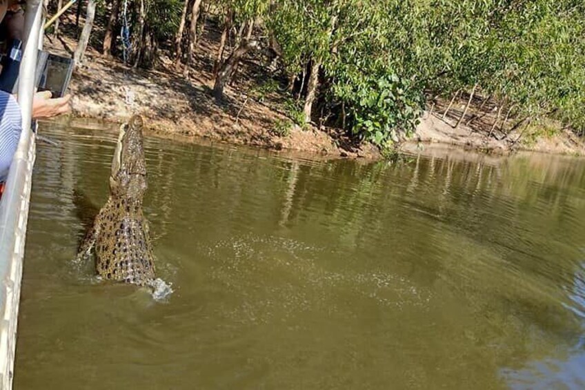 Breeze Cruise Darwin City Tour + Jumping Crocodile Cruise