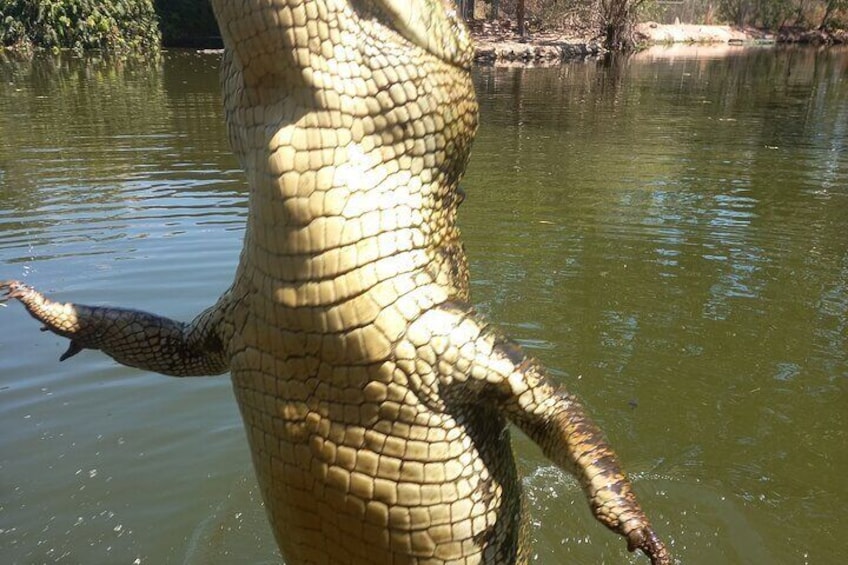 Breeze Cruise Darwin City Tour + Jumping Crocodile Cruise