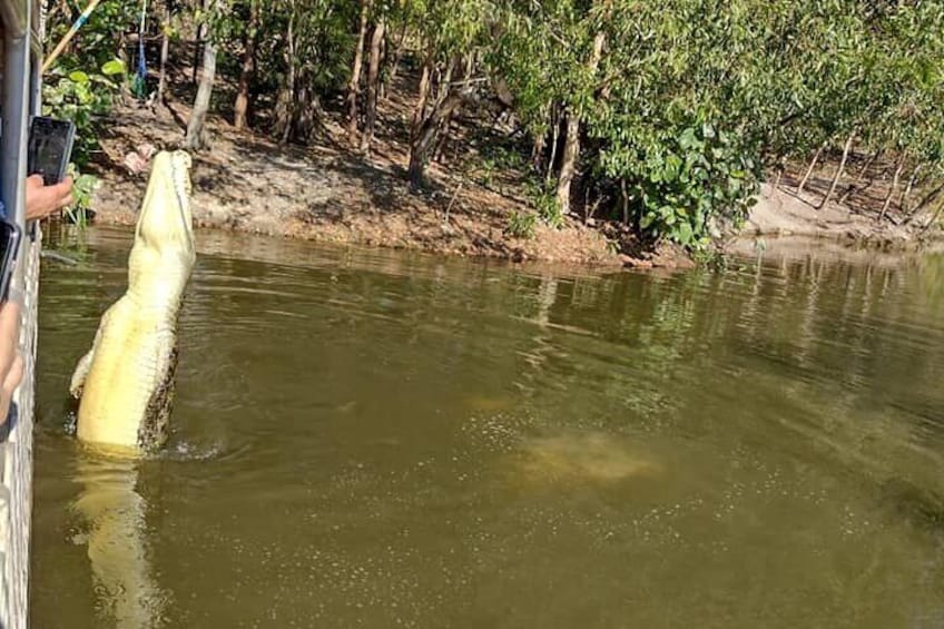 Breeze Cruise Darwin City Tour + Jumping Crocodile Cruise