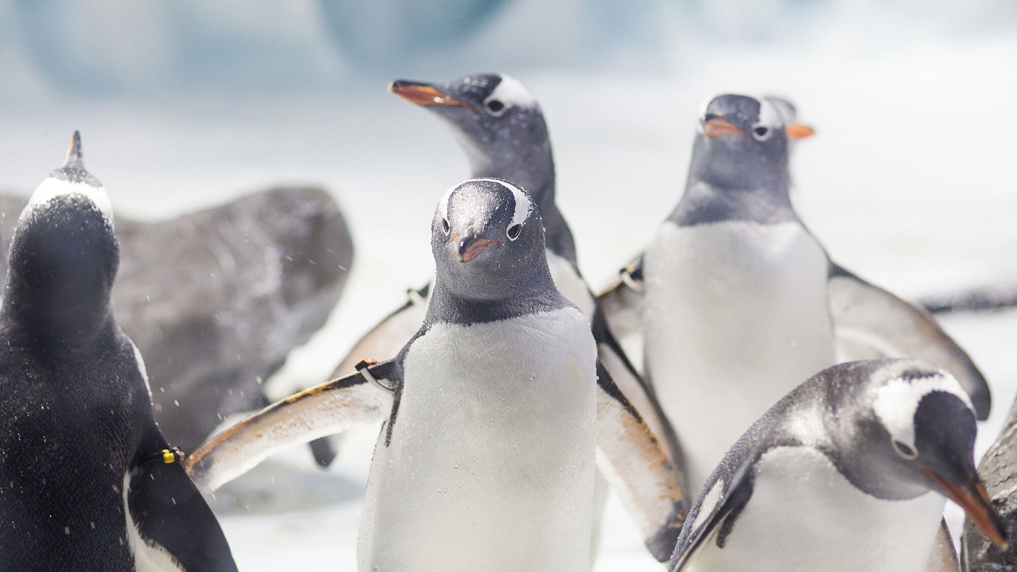 SEA LIFE Konstanz Ticket