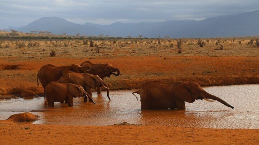 Elephants quinching their thirst in a pool of water