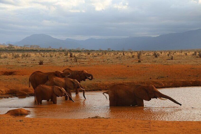 Elephants quinching their thirst in a pool of water