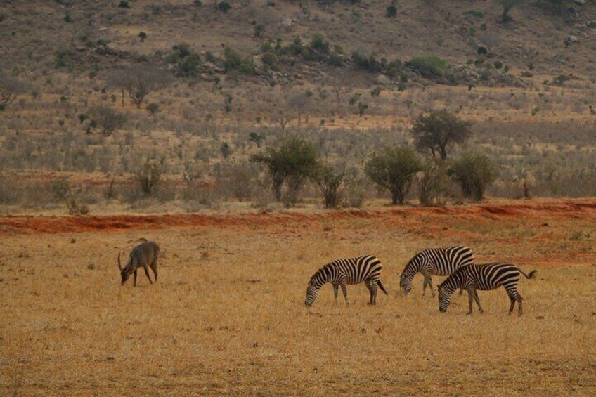 Zebras grazing 