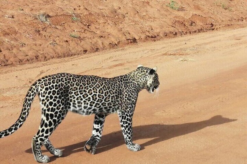 Sleek, agile, and oh-so-majestic: the cheetah