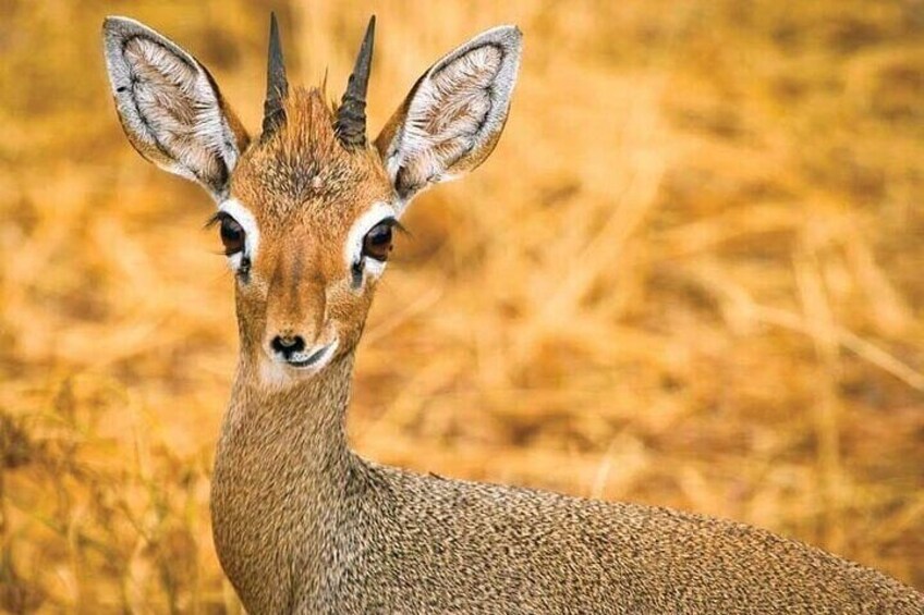 Cheerful Dik Dik