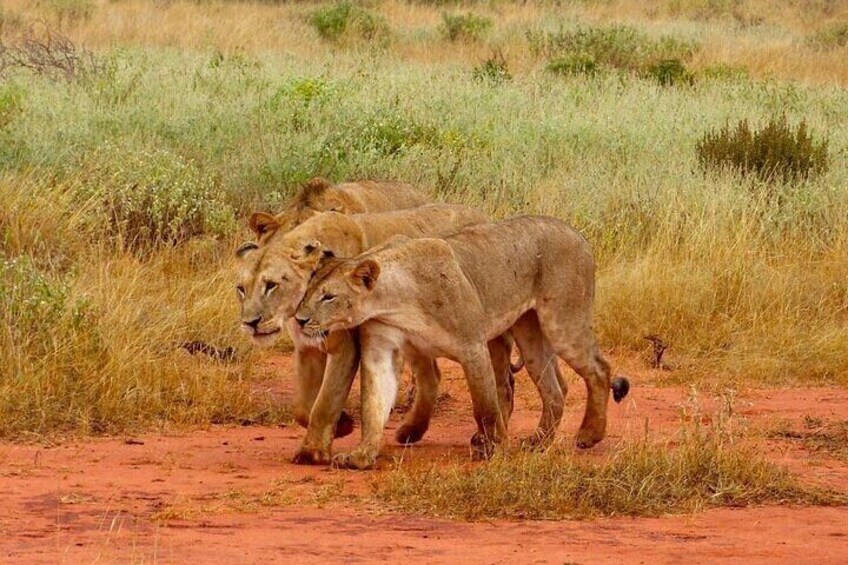 Graceful lionesses on the prowl 