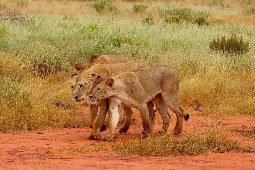 Graceful lionesses on the prowl