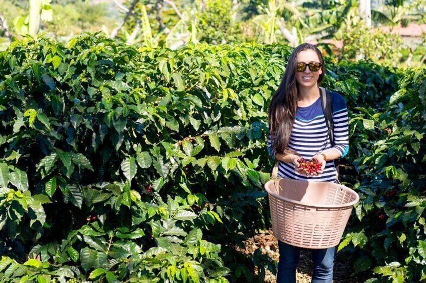 Kiambu Coffee Farm and Factory Guided Tour with Entry Fees