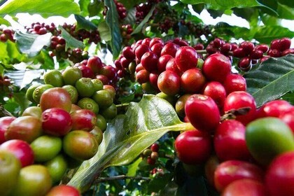 Kiambu Coffee Farm and Factory Guided Tour with Entry Fees