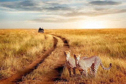 3 Days Serengeti Safari Flying From Zanzibar or Dar Es Salaam