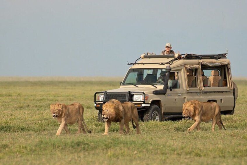 3 Days Serengeti Safari Flying Zanzibar or Dar Es Salaam