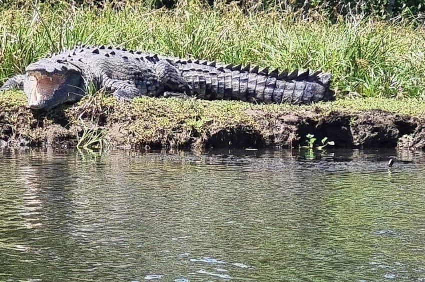 Crocodile found on the road to Tortuguero National Park, 4 meters long