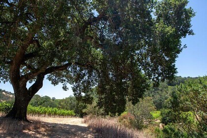 Sonoma Trike and Mindfulness - 3 hour guided tour