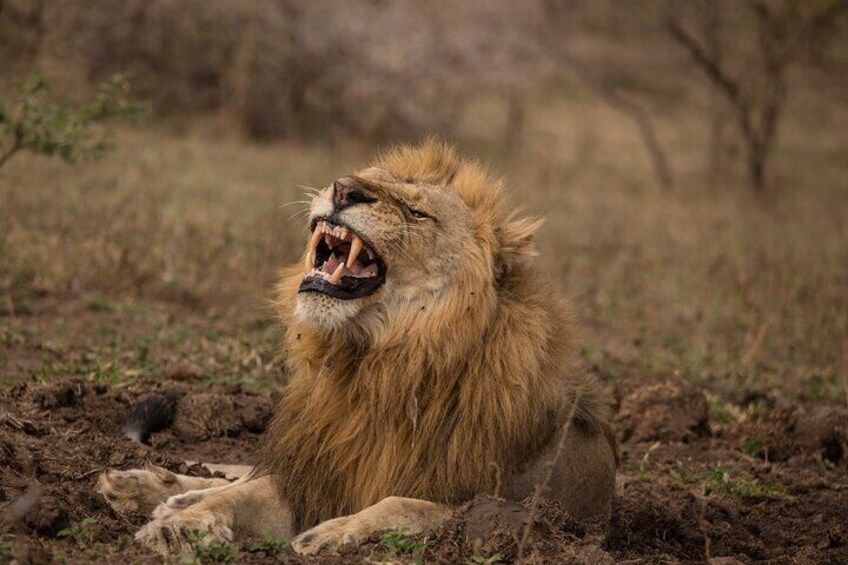 Hluhluwe-iMfolozi Park Exclusive Private Full Day Big 5 Safari