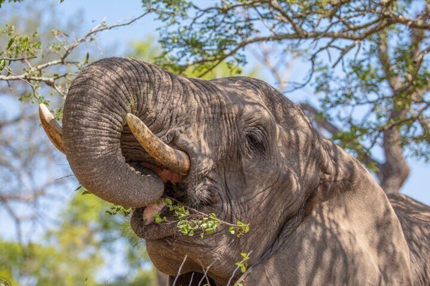 Elephant Hluhluwe Game reserve