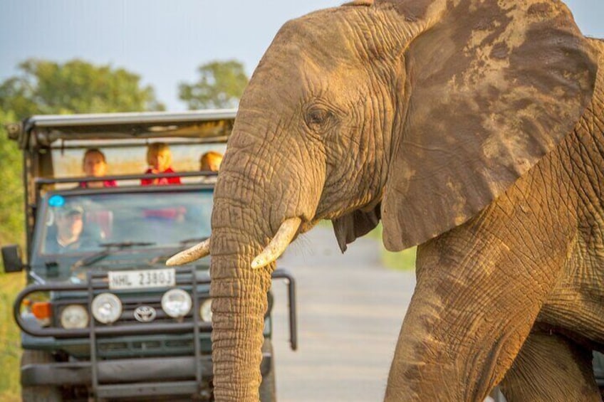 Exclusive Private Big 5 Safari to Hluhluwe Game reserve