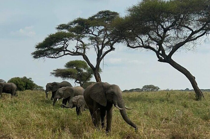 10 day Zanzibar and Safari Trip in Most Iconic Parks in Africa