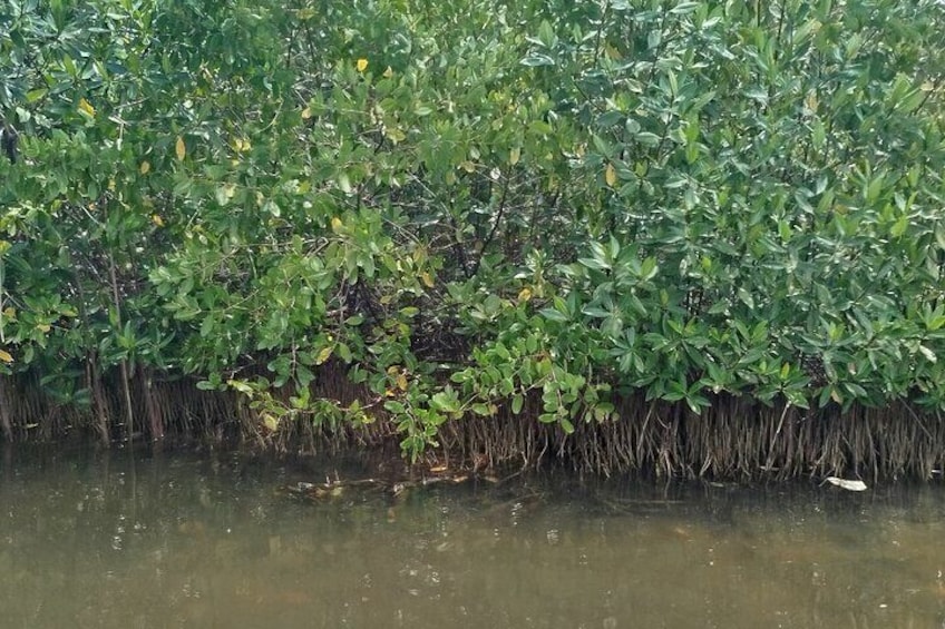 Navigate the Mangroves of Cartagena in a Canoe