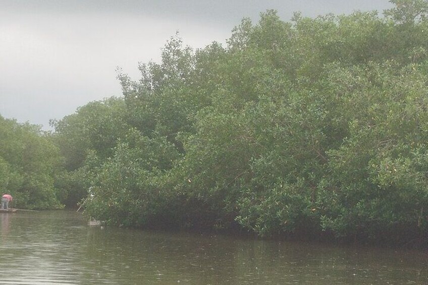 Navigate the Mangroves of Cartagena in a Canoe