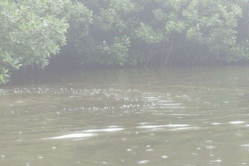 Navigate the Mangroves of Cartagena in a Canoe